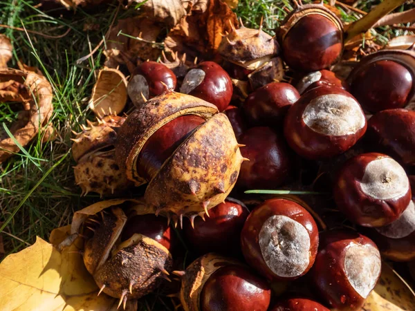 Close Pile Fresh Horse Chestnuts Aesculus Hippocastanum Dry Leaves Autumn — Stock Photo, Image