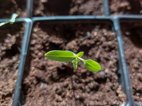 窓の上のポットで成長している緑色のトマト植物の苗のマクロショットはまだ明るい日差しの中で ポットの野菜苗 屋内園芸と発芽苗 — ストック写真