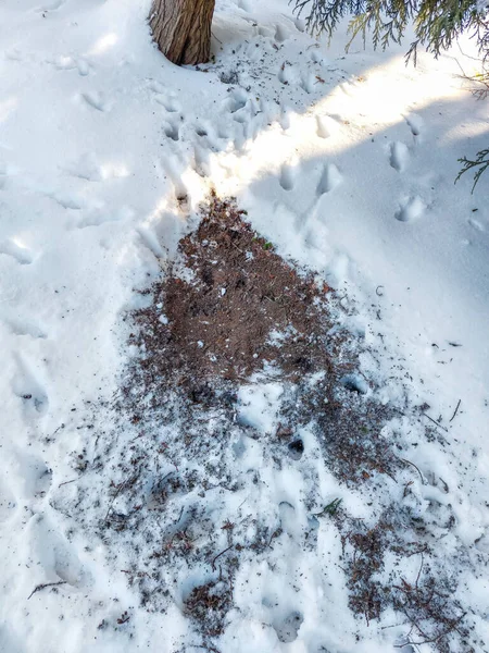 寒い冬に雪の中で掘ったカプレオラス カプレオラス Capreolus Capreolus の眠る場所 ロードディアは地面だけで雪の上で寝ることはありません 茶色の土壌とイクラの鹿の足跡 — ストック写真