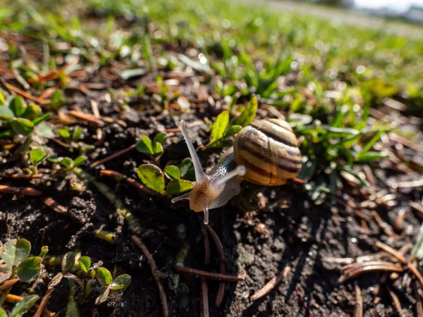 带条纹蜗牛的宏观镜头 白唇蜗牛或花园带条纹蜗牛 Cepaea Hortensis 在阳光下在地上爬行 — 图库照片