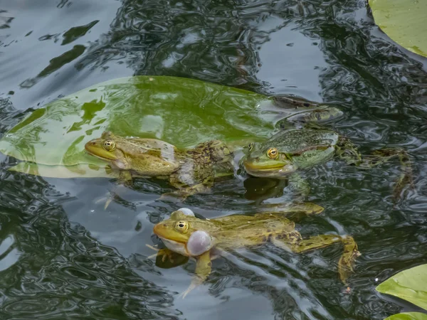 共通の水のカエルや緑のカエル Pelophylax Esculentus をクローニング声の袋を吹いて水の中で泳ぐ カエルの交尾行動 オスのカエルの呼び出し — ストック写真