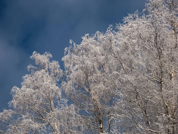 Вид Деревья Лесу Полностью Покрытые Тяжелым Снегом Солнечный Зимний День — стоковое фото