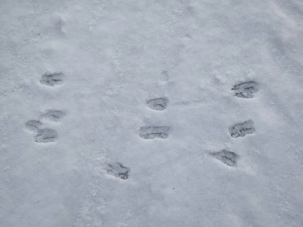 stock image Close-up of a row of the perfect footprints of roe deer (Capreolus capreolus) on the ground covered with white snow in winter