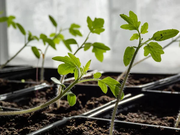 Macro Shot Plántulas Plantas Tomate Pequeñas Que Crecen Macetas Plástico — Foto de Stock