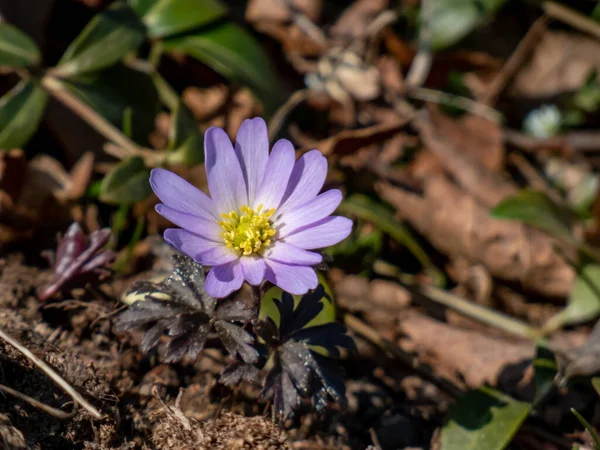Közel Százszorszép Virág Balkán Anemone Görög Szélvirág Vagy Téli Szélvirág — Stock Fotó