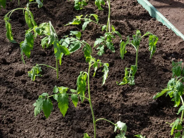 Close Shot Green Tomato Plant Seedlings Growing Soil Greenhouse Bright — Zdjęcie stockowe