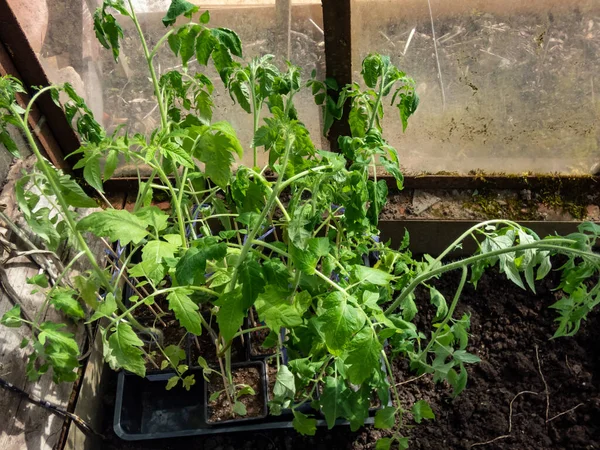 Zbliżenie Ujęcia Sadzonek Roślin Zielonych Pomidorów Rosnących Glebie Małych Doniczkach — Zdjęcie stockowe