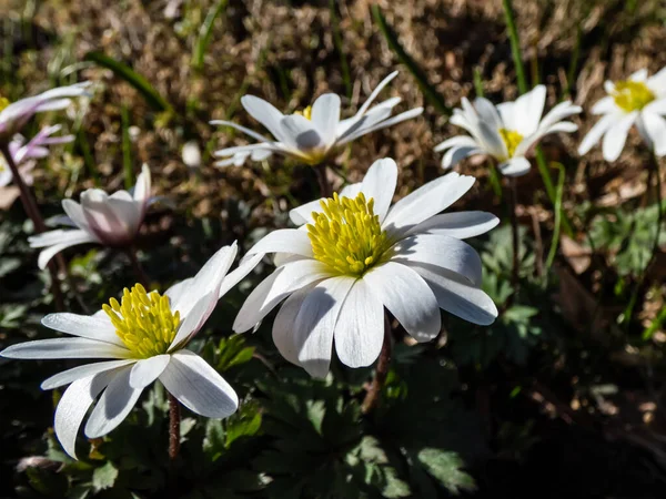 Közelkép Százszorszép Virágról Balkáni Anemonról Görög Szélvirágról Vagy Téli Szélvirágról — Stock Fotó
