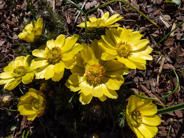 Close Tiro Belas Flores Primavera Olhos Faisão Amarelo Falsos Heléboros — Fotografia de Stock