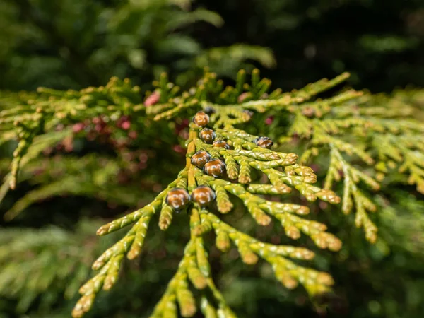 봄에는 삼목이나 사이프 Chamaecyparis Lawsoniana 원추체를 가까이 찍었다 — 스톡 사진