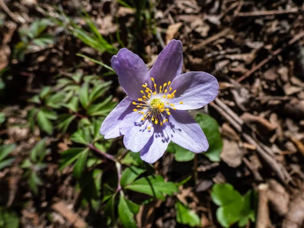 Ahşap şakayığın (Anemone nemorosa) parlak güneş ışığında çiçek açan mor ya da mor çizgili taç yapraklarıyla yakın plan çekimi. Bahar çiçeği manzarası