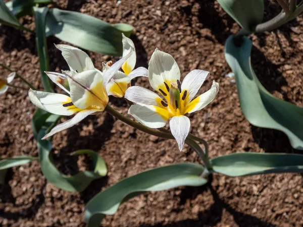 Primer Plano Planta Con Flores Forma Estrella Tulipán Turquestán Tulipa —  Fotos de Stock