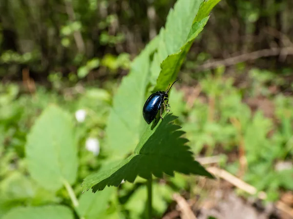 奥尔德叶甲虫的宏观照片 户外绿叶上的黑色和金属蓝色 — 图库照片