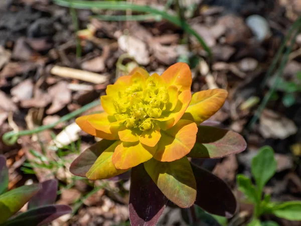 Párnahullám Euphorbia Polychroma Tábortűz Sötétzöld Pirospozsgás Lila Lombozattal Élénk Sárga — Stock Fotó