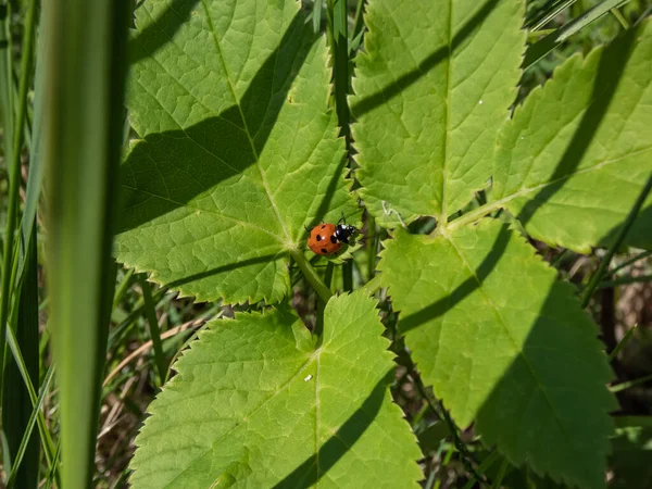 Close Seven Spot Ladybird Coccinella Septempunctata Aground Elytra Berwarna Merah — Stok Foto
