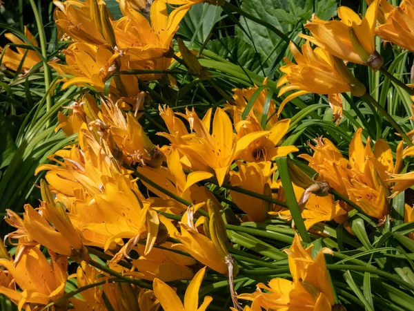 stock image Amur daylily (Hemerocallis middendorfii) with linear arching leaves blooming with golden yellow to clear orange, large in a terminal head in the garden