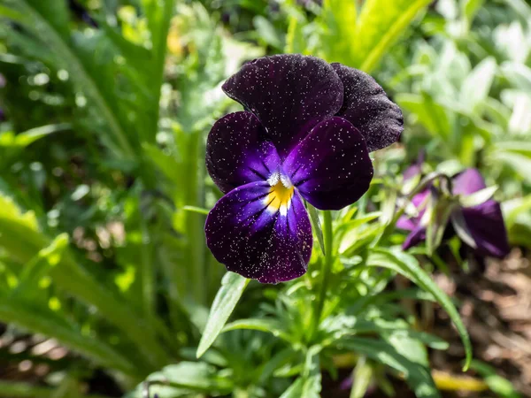 春に庭で濃い紫色とラベンダーの花とビオラの三色の開花のクローズアップショット — ストック写真