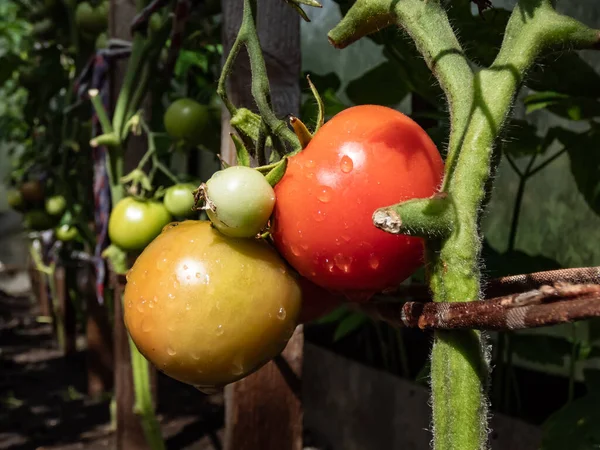 Close Shot Maturing Tomatoes Growing Tomato Plant Greenhouse Bright Sunlight — стоковое фото