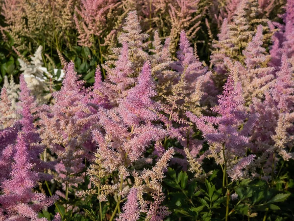 stock image Hybrid Astilbe, False Spirea (Astilbe x arendsii) 'America' blooming with generous pink bloom in the form of erect, feathery and elegant panicles in the garden