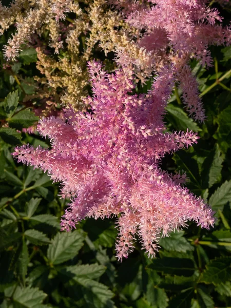 ハイブリッドアスチルベ 偽のスピレア Astibe Arendsii 庭の直立 エレガントな小穂の形で寛大なピンクの花で咲く アメリカ — ストック写真