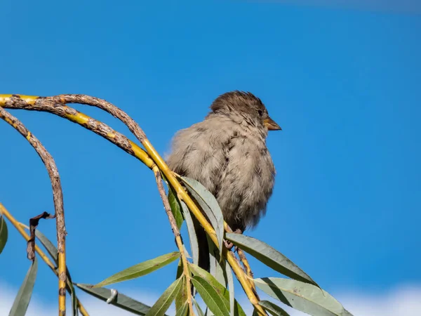 Piękne Zbliżenie Samicy House Sparrow Passer Domesticus Puszystym Upierzeniem Siedzącej — Zdjęcie stockowe