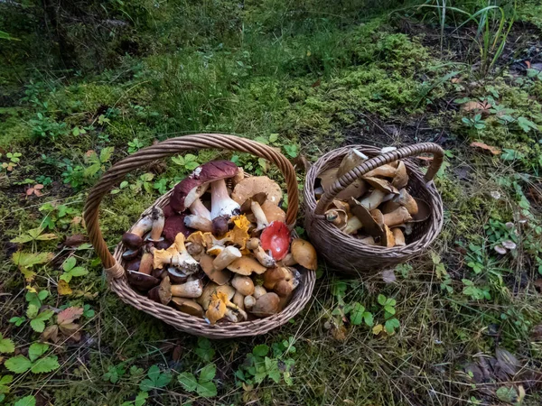 Holzkörbe Auf Dem Boden Voller Essbarer Pilze Rosenkohl Pfifferlinge Steinpilze — Stockfoto