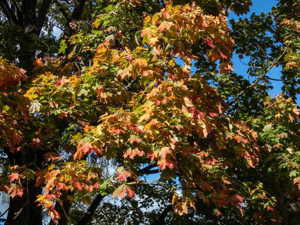 View of branches of big maple tree full with leaves changing colours from green to yellow, orange and red in autumn in bright sunlight