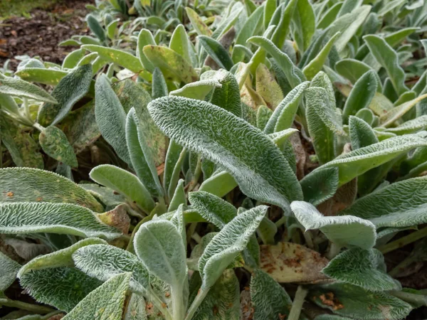 stock image Macro of plant Lamb's ear (Stachys byzantina) 'Silver Carpet'. Evergreen carpeting perennial, dense mat of grey-white, soft, woolly foliage with elliptic leaves forming a striking ground cover