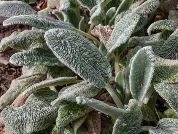 stock image Macro of plant Lamb's ear (Stachys byzantina) 'Silver Carpet'. Evergreen carpeting perennial, dense mat of grey-white, soft, woolly foliage with elliptic leaves forming a striking ground cover