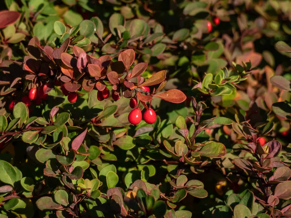 Primer Plano Hojas Anaranjadas Rojas Frutos Rojos Arbusto Caducifolio Bajo — Foto de Stock