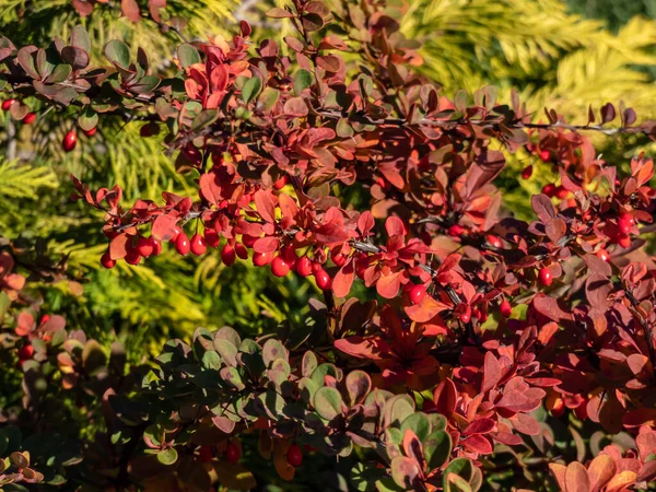 Close Orange Red Leaves Red Fruits Low Growing Deciduous Shrub — Stock Photo, Image