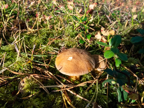 Brown Yellow Perfect Mushroom Velvet Bolete Suillus Variegatus Dry Leaves — ストック写真
