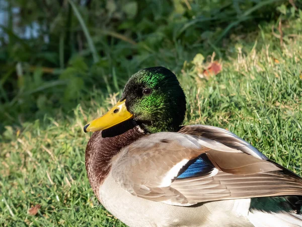 Close-up of adult, breeding male mallard or wild duck (Anas platyrhynchos) with a glossy bottle-green head and a white collar. Portrait of bird head and eye in bright sunlight