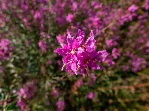 Lythrum Virgatum Dropmore Purple Tiene Flores Color Púrpura Rojo Intenso — Foto de Stock