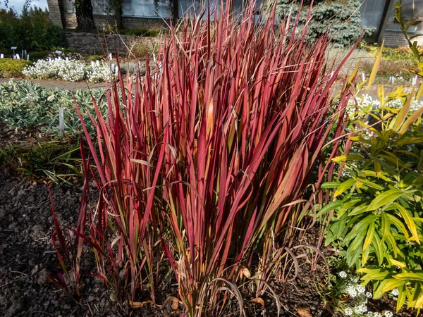 stock image A Japanese bloodgrass cultivar (Imperata cylindrica) Red Baron with red and green leaves grown as an ornamental plant in the garden. Bright accent in garden