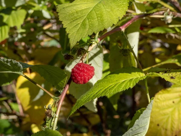 Perfect red, ripe raspberries growing on a raspberry plant among green leaves next to a metal fence with garden scenery in late autumn