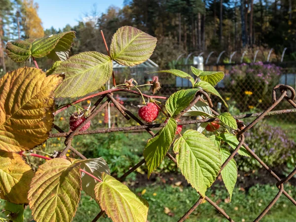 Perfect Red Ripe Raspberries Growing Raspberry Plant Green Leaves Next — Stock Photo, Image