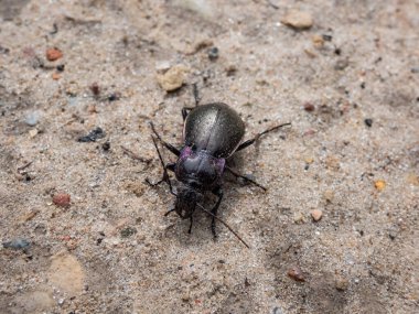 Bronz toprak böceği ya da bronz karabid (Carabus nemoralis) - bakır parıltılı ve yanardöner mor kenarlı büyük, siyah bir yer böceği.