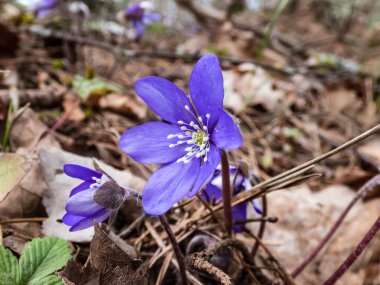 Ormanda büyüyen Anemone hepatikası (Anemone hepatica veya Hepatica nobilis) ilkbahar kır çiçekleri. Güzel ve narin çiçek arkaplanı. Bahar manzarası