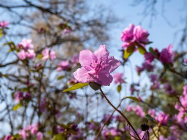 Geniş yapraklı her zaman yeşil çalı Dağ fetterbush veya dağ andromeda (pieris floribunda) yakın çekim ereksiyon veya sadece bahar aylarında beyaz kül şeklindeki çiçek panikleme