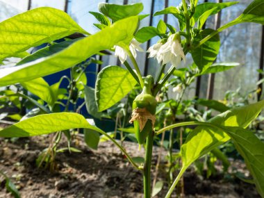 Close-up a small, green pepper fruit starting to grow and mature from the white flower of pepper plant growing in a greenhouse in bright sunlight