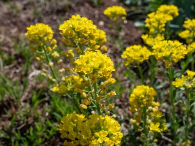 Alison Dağı 'nın (Alyssum gmelinii veya Alyssum montanum) küçük, sarı, güzel kokulu çiçeklerle bahçedeki parlak güneş ışığının yakın çekim görüntüsü.