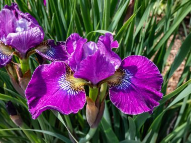 Sibirya irisi (Iris sibirica) Geniş dalgalı çiçekleri ve bahçedeki güzel kırmızı veya mor renkte standart taç yaprakları ile çiçek açan Weinkonthe