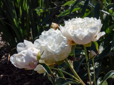 Şakayık (Paeonia lactiflora) 'La Rosiere' yazın beyaz çifte çiçeklerle çiçek açıyor