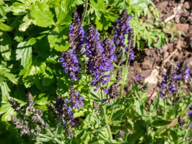 Salvia x superba ya da Salvia nemorosa 'Marcus' yazın zengin, mor-mavi çiçeklerin baş döndürücü dikey dikenleriyle