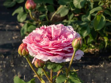 English Shrub Rose Bred By David Austin 'Princess Alexandra of Kent' with unusually large, bright pink flowers that are full-petalled and deeply cupped