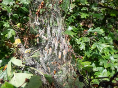 Kuş kirazlı ermin larvaları (Yponomeuta evonymella) beyaz güvelerde gelişen ağaçtaki beyaz bir ağda kozalarında.