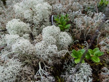 The Star-tipped cup lichen (Cladonia stellaris) that forms continuous mats and it forms distinct cushion-shaped patches and have dense branching