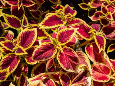 Flame nettle or painted nettle (Coleus x blumei) 'Wizard Scarlet' with burgundy-red foliage with thin lime-green margins growing in a garden in bright sunlight in summer