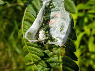 Macro shot of a group of many tiny spiderlings of the Green huntsman spider (Micrommata virescens) in enclosed ehite egg sac or cocoon on a green leaf in summer